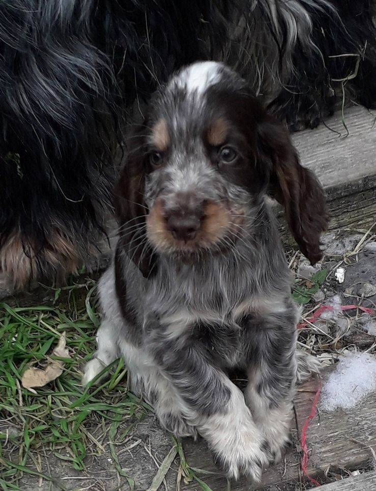 Des Vallees De Yeuse - Chiot disponible  - Cocker Spaniel Anglais